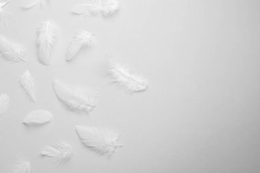 Açık gri arkaplanda tüyler, düz bir zemin. Metin için boşluk