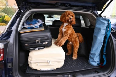 Çantalı şirin Cavapoo köpeği ve bagajdaki diğer şeyler.