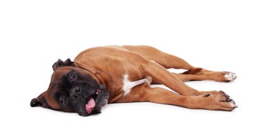 Beyaz arka planda yatan sevimli bir köpek. Sevimli hayvan.