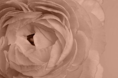 Güzel ranunculus, mocha mousse tonunda. 2025 Yılının Rengi