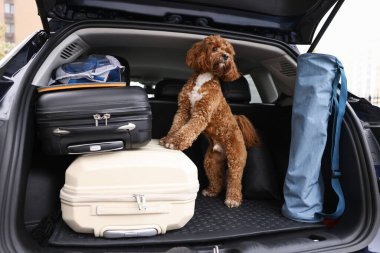 Çantalı şirin Cavapoo köpeği ve bagajdaki diğer şeyler.
