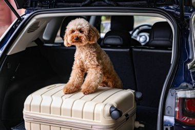Şirin oyuncak köpek ve bavul bagajda.