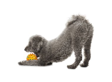 Beyaz arka planda oyuncakla oynayan sevimli bir köpek. Sevimli hayvan.