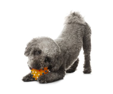 Beyaz arka planda oyuncakla oynayan sevimli bir köpek. Sevimli hayvan.
