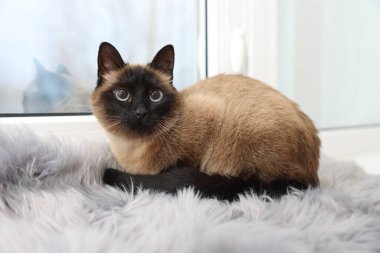 Adorable Thai cat on window sill at home clipart