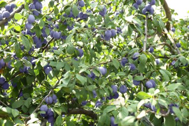 Bahçedeki ağaçta yetişen olgun erikler.