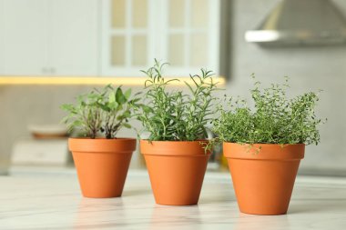 Mutfaktaki beyaz mermer masada farklı aromatik otlar var.