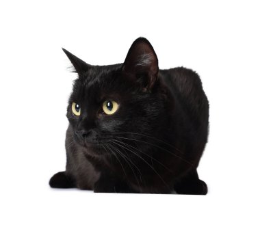 Beyaz arka planda sevimli siyah kedi. Sevimli hayvan.