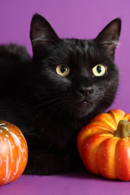 Mor arka planda sevimli siyah kedi ve balkabakları, yakın plan. Sevimli hayvan.