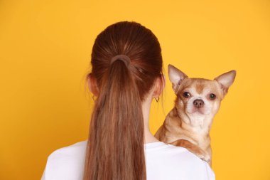 Sarı arka planda sevimli Chihuahua köpeği olan genç bir kız.