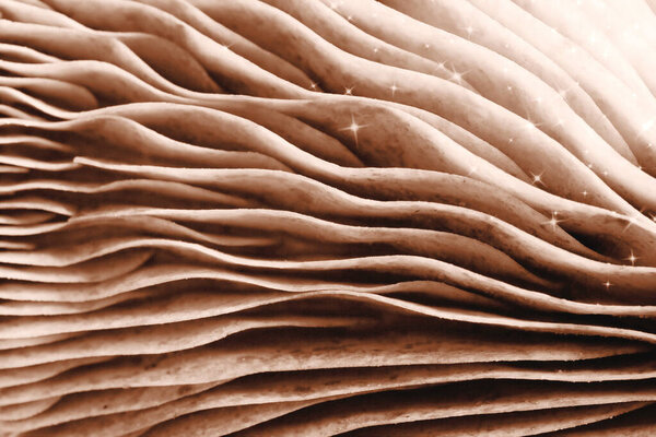 Гриб, макро вид. Мокко мусс - цвет 2025 года