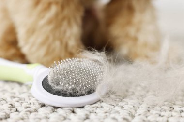 Evcil hayvanın saçı ve köpeği içeride, yakın plan.