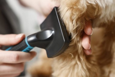 Köpeğin saçını arka planda tarayan kadın, yakın plan. Hayvan bakımı.