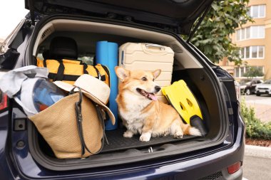 Bagajında bavul ve diğer eşyalarla Pembroke Galsh Corgi