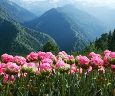Sabahları güzel pembe laleler ve dağlar. Bahar çiçekleri