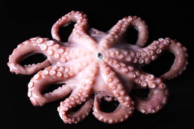 Siyah arka planda taze bir çiğ ahtapot.