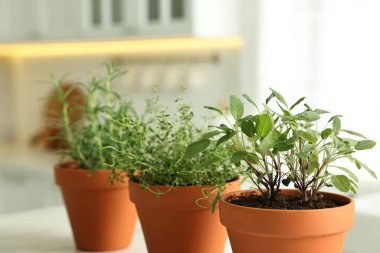 Farklı aromatik otlar. Kapalı kapılar, kapalı kapılar.