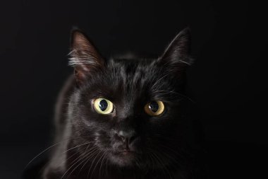 Siyah arka planda sevimli bir kedi, yakın plan. Sevimli hayvan.