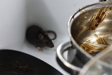 Gri sıçan ve kirli mutfak aletleri lavaboda. Haşere kontrolü
