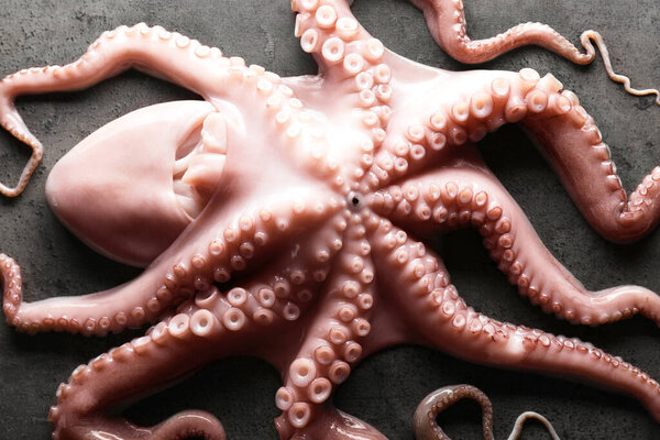 One fresh raw octopus on grey textured table, top view