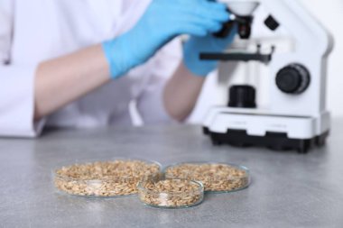 Laboratuvar testi. Kapalı alandaki gri masada mikroskop altında numune inceleyen bilimadamı, yulaf taneli petri kaplarına odaklanıyor.