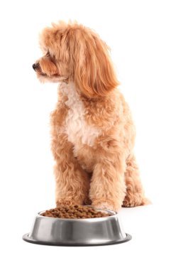 Kuru hayvan mamasıyla beslenme kabı ve beyaz arka planda sevimli bir köpek.