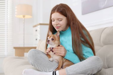 Evdeki kanepede sevimli Chihuahua köpeğiyle genç bir kız.