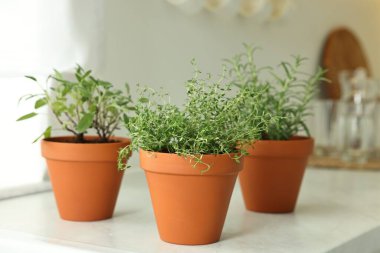 Kapalı alanda, beyaz mermer tezgahta farklı aromatik otlar var.