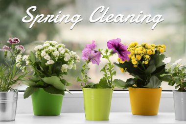 Bahar temizliği. Güneşli bir günde pencere kenarındaki güzel saksı çiçekleri