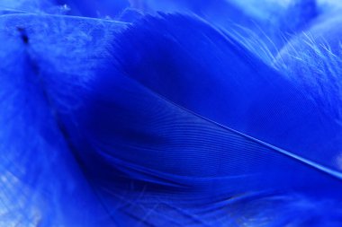 Arka plan olarak güzel mavi tüyler, yakın plan görünümü
