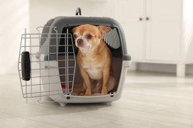 Evcil hayvan taşıyıcısında sevimli bir köpek var.