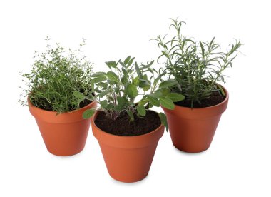 Beyaz tencerelerde izole edilmiş otlar.