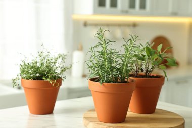 Kapalı alandaki beyaz mermer masada farklı aromatik otlar.