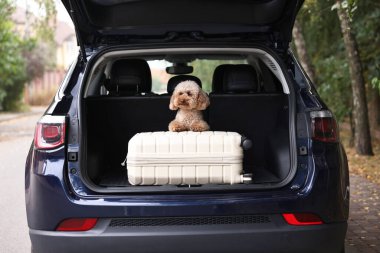 Şirin oyuncak köpek ve bavul bagajda.