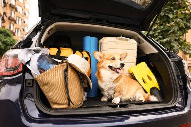 Bagajında bavul ve diğer eşyalarla Pembroke Galsh Corgi