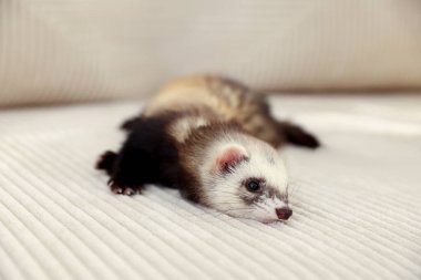 Kanepede yatan sevimli gelincik. Evcil hayvan