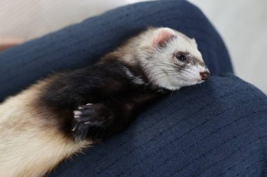 Şirin gelincik sahibinin dizlerinde dinleniyor, yakın plan.