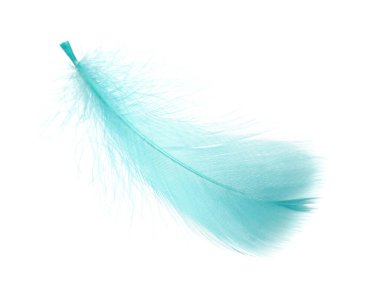 Yumuşak hafif turkuaz tüy beyaza izole edilmiş.