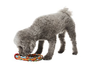 Beyaz arka planda oyuncakla oynayan sevimli bir köpek. Sevimli hayvan.