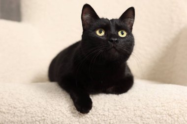 Beyaz koltukta uzanmış sevimli siyah kedi, yakın plan. Sevimli hayvan.