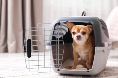 Evcil hayvan taşıyıcısında sevimli bir köpek var.