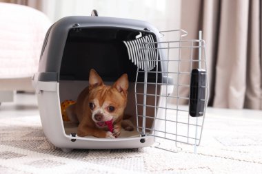 Evcil hayvan taşıyıcısında sevimli bir köpek var.