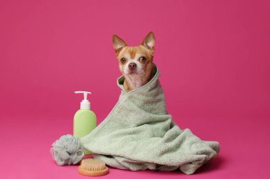 Havluya sarılı şirin bir köpek ve pembe arka planda banyo yapmak için farklı aksesuarlar.