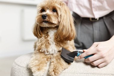 Kapalı mekanda köpek kılı fırçalayan kadın, yakın plan. Hayvan bakımı.