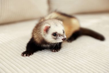 Kanepede yatan sevimli gelincik. Evcil hayvan