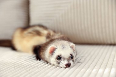 Kanepede yatan sevimli gelincik. Evcil hayvan