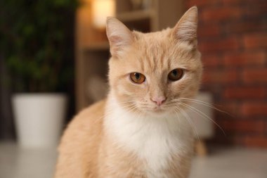 Evdeki sevimli kızıl kedinin portresi, yakın plan.