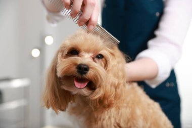 Woman brushing dog's hair with comb indoors, closeup. Pet grooming clipart