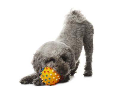 Beyaz arka planda oyuncakla oynayan sevimli bir köpek. Sevimli hayvan.