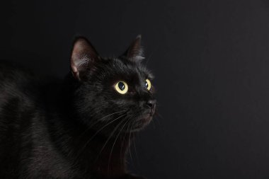 Siyah arka planda sevimli bir kedi, yakın plan ve mesaj için yer. Sevimli hayvan.